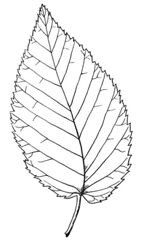 Beech Leaf Coloring Page